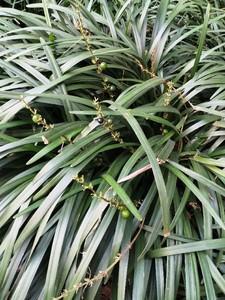 四合院我重生成秦淮茹
